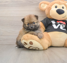 7 week old Pomeranian Puppy For Sale - Lone Star Pups