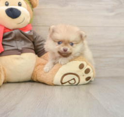 5 week old Pomeranian Puppy For Sale - Lone Star Pups