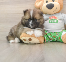 7 week old Pomeranian Puppy For Sale - Lone Star Pups