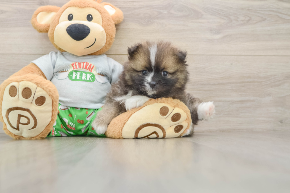 Best Pomeranian Baby