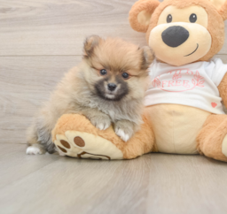 8 week old Pomeranian Puppy For Sale - Lone Star Pups