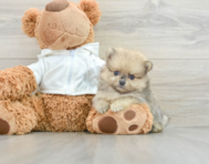 9 week old Pomeranian Puppy For Sale - Lone Star Pups