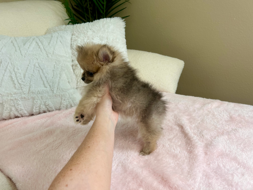Cute Pomeranian Baby