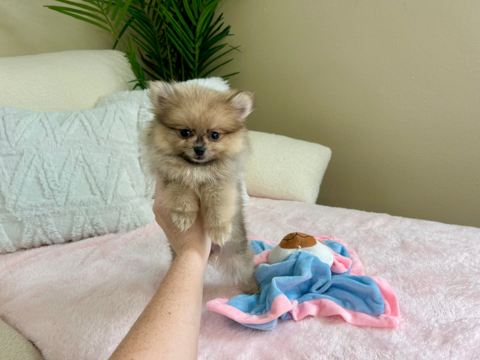 Best Pomeranian Baby