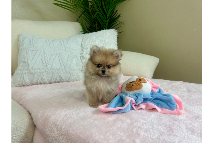 Cute Pomeranian Baby