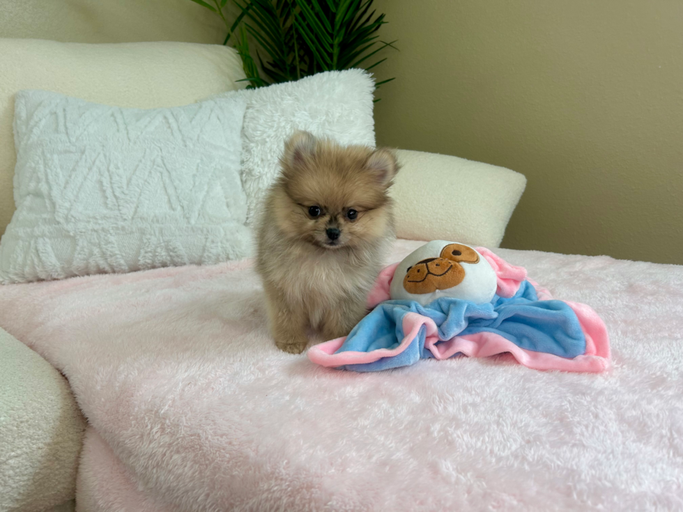 Best Pomeranian Baby