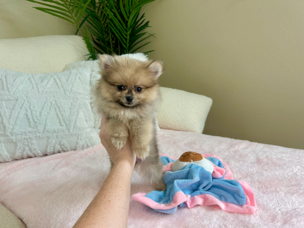 Cute Pomeranian Purebred Pup