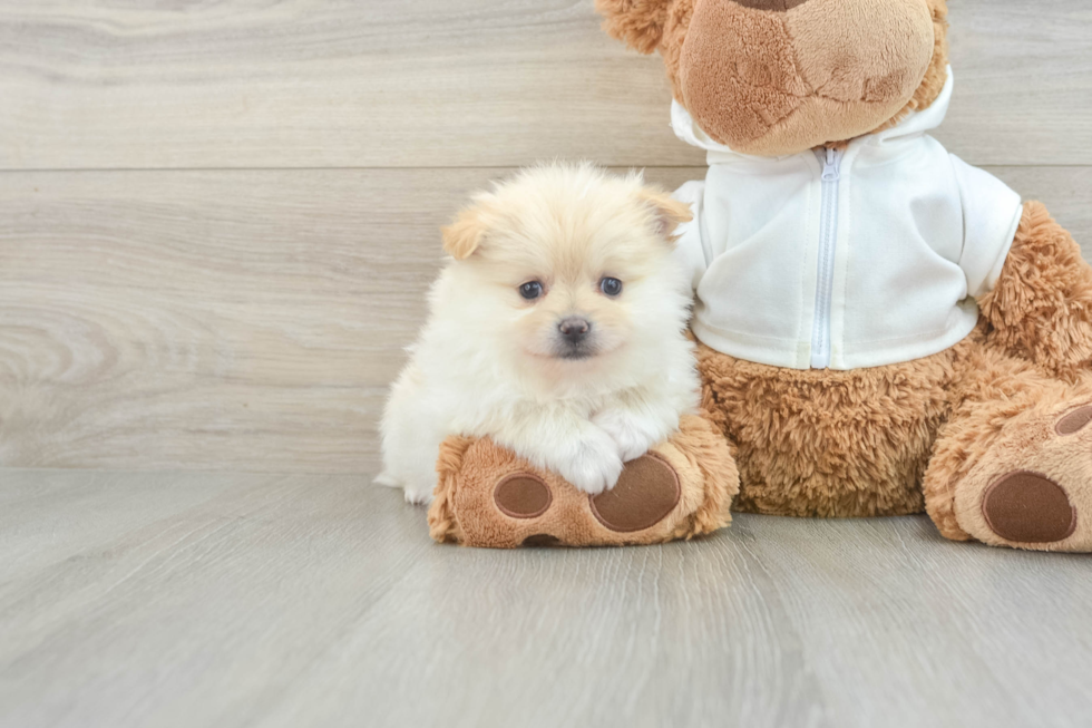 Pomeranian Pup Being Cute