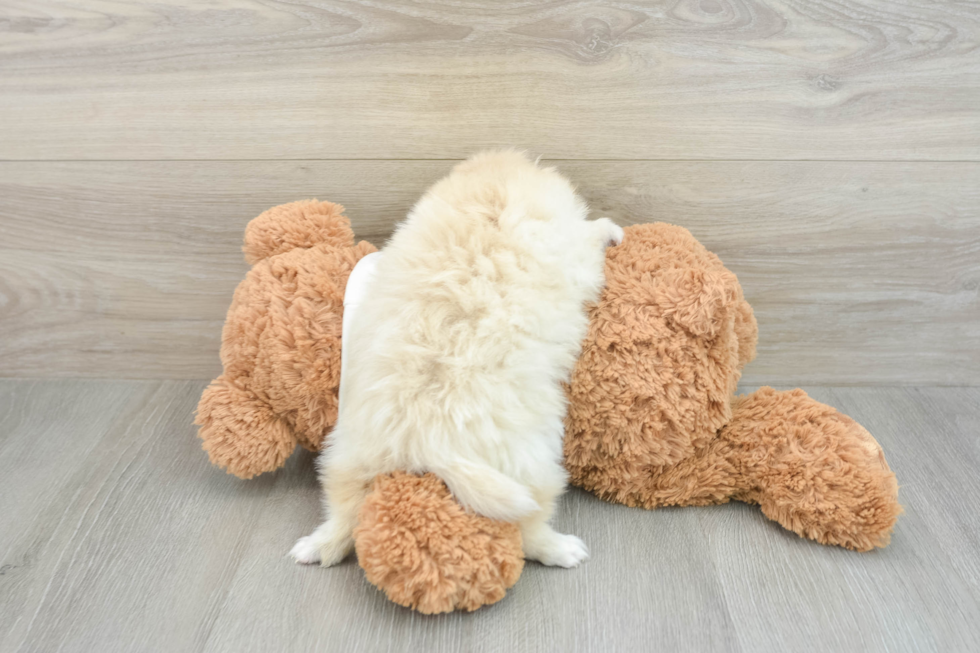 Pomeranian Pup Being Cute