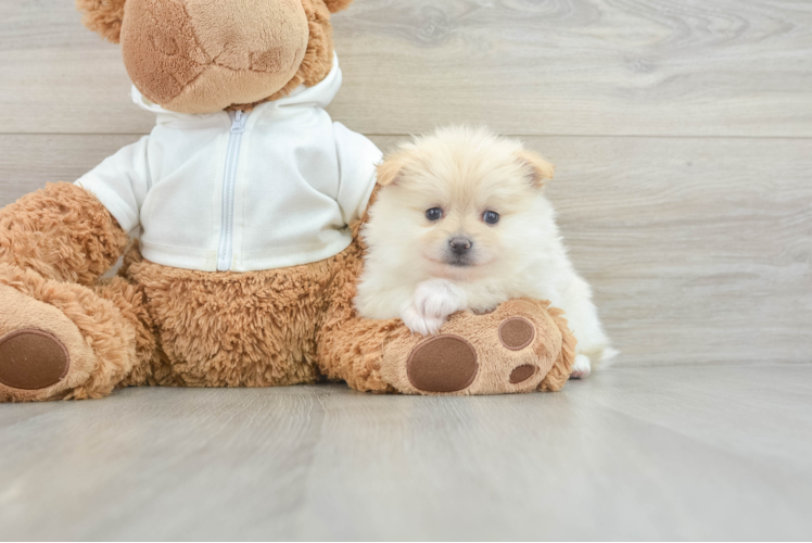 Pomeranian Pup Being Cute