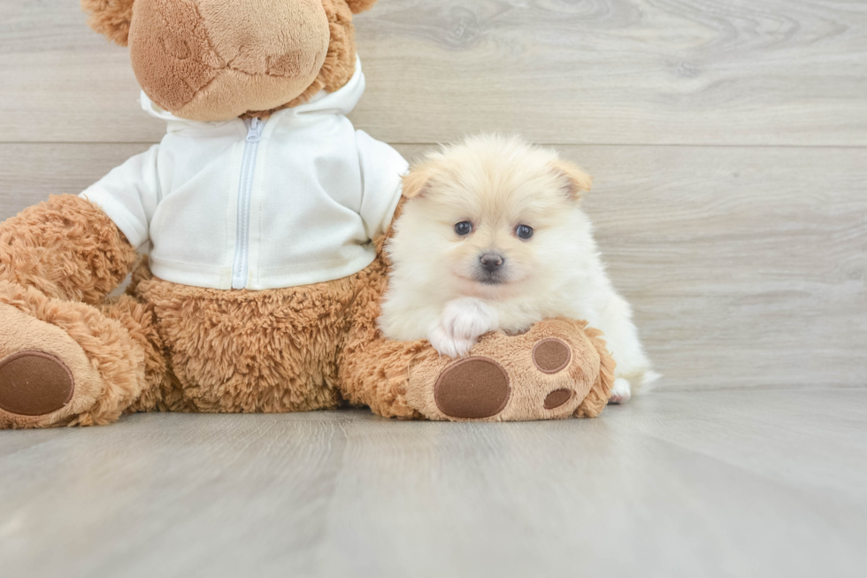 Pomeranian Pup Being Cute
