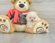 10 week old Pomeranian Puppy For Sale - Lone Star Pups