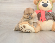 7 week old Pomeranian Puppy For Sale - Lone Star Pups
