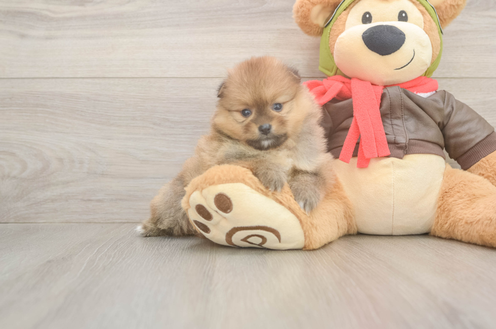 5 week old Pomeranian Puppy For Sale - Lone Star Pups