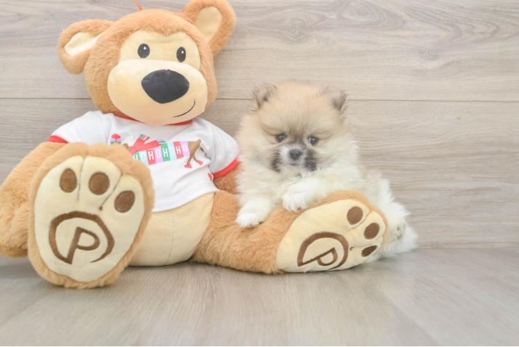 Little Pomeranian Purebred Pup
