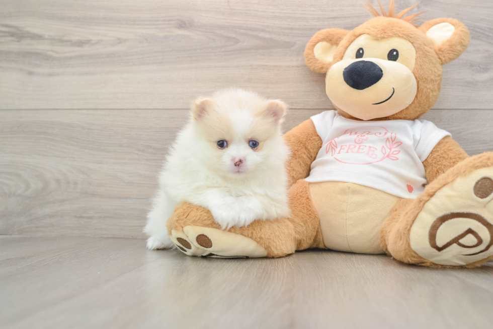 Pomeranian Pup Being Cute
