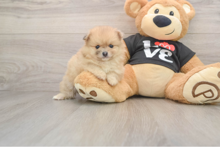 Hypoallergenic Pomeranian Baby