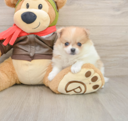 5 week old Pomeranian Puppy For Sale - Lone Star Pups