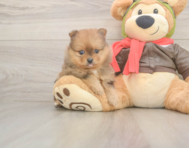 8 week old Pomeranian Puppy For Sale - Lone Star Pups