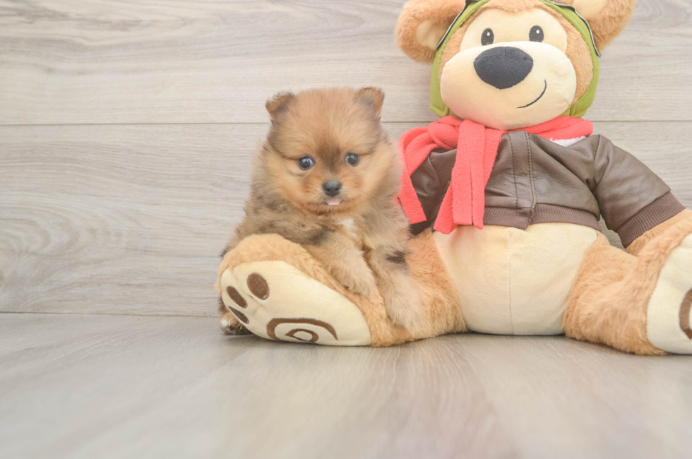 5 week old Pomeranian Puppy For Sale - Lone Star Pups