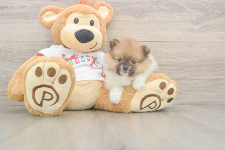 Best Pomeranian Baby