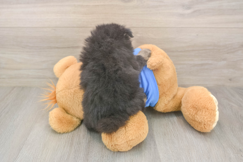 Happy Dwarf Spitz Purebred Puppy