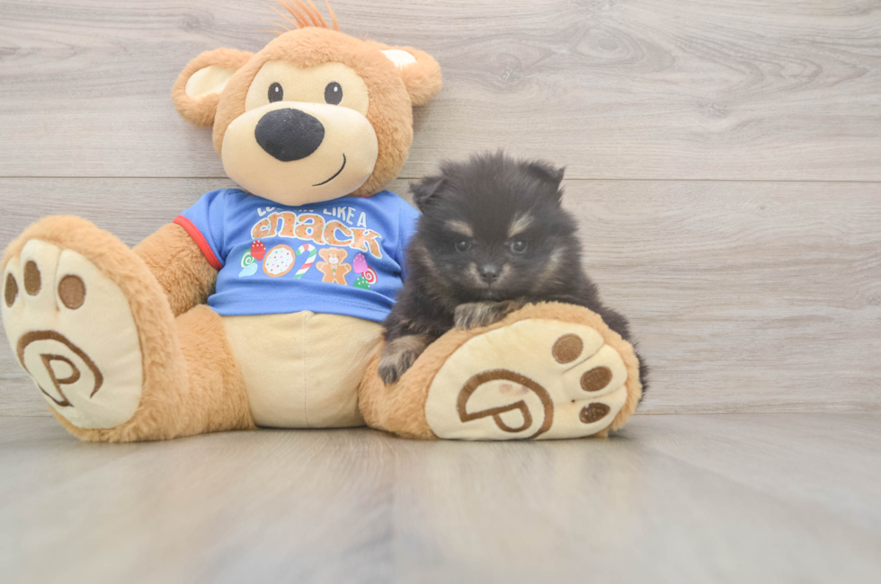 5 week old Pomeranian Puppy For Sale - Lone Star Pups