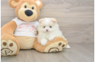 Best Pomeranian Baby