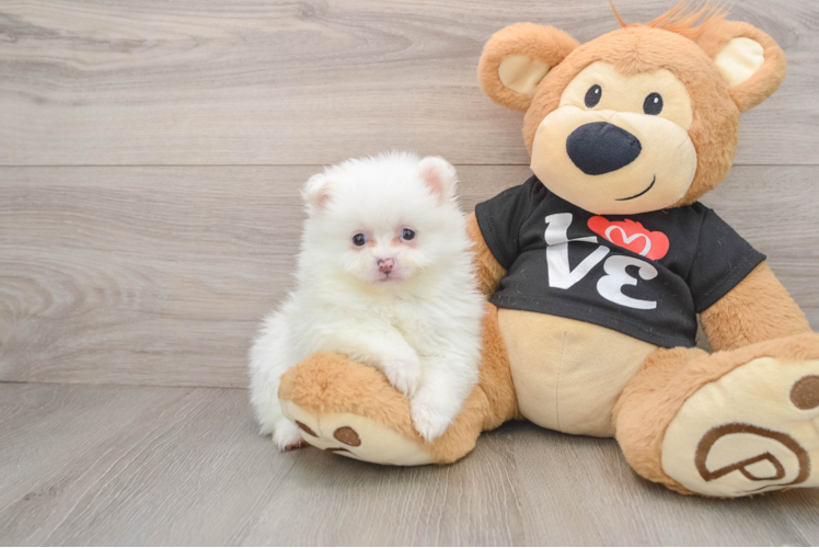 Pomeranian Pup Being Cute