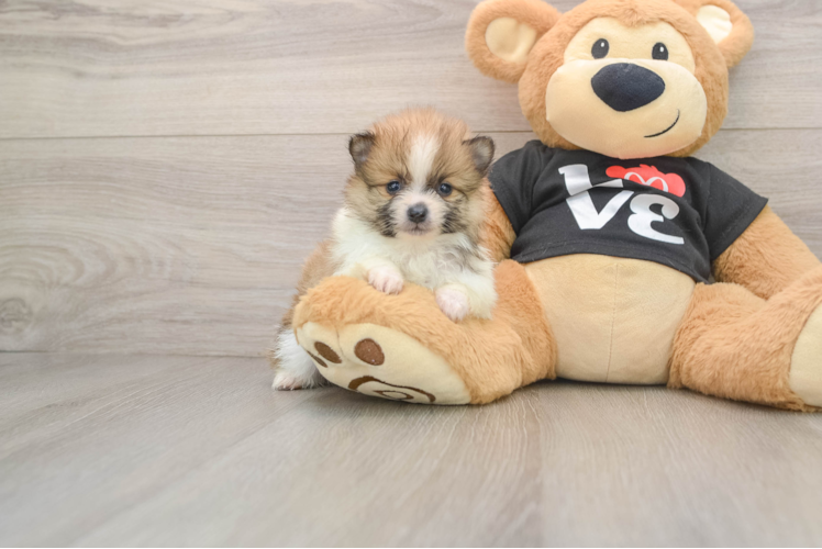 Adorable Dwarf Spitz Purebred Puppy