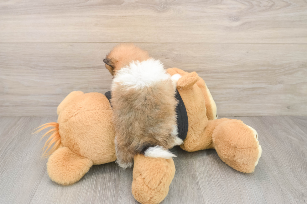 Best Pomeranian Baby