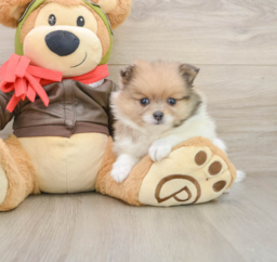 5 week old Pomeranian Puppy For Sale - Lone Star Pups