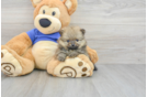 Little Pomeranian Baby