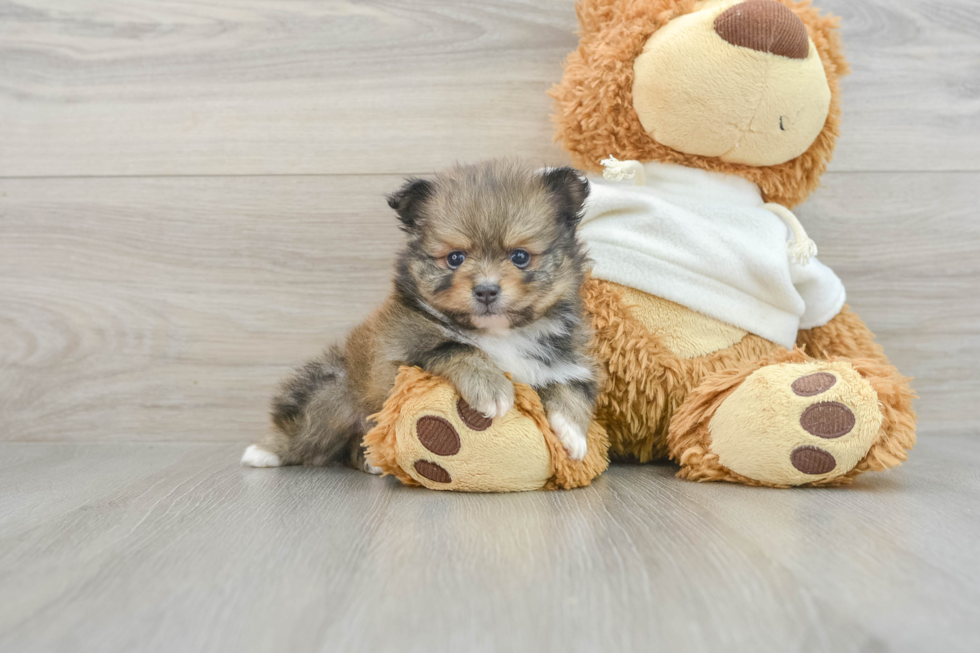 Cute Dwarf Spitz Purebred Puppy