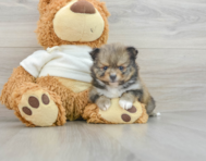 7 week old Pomeranian Puppy For Sale - Lone Star Pups