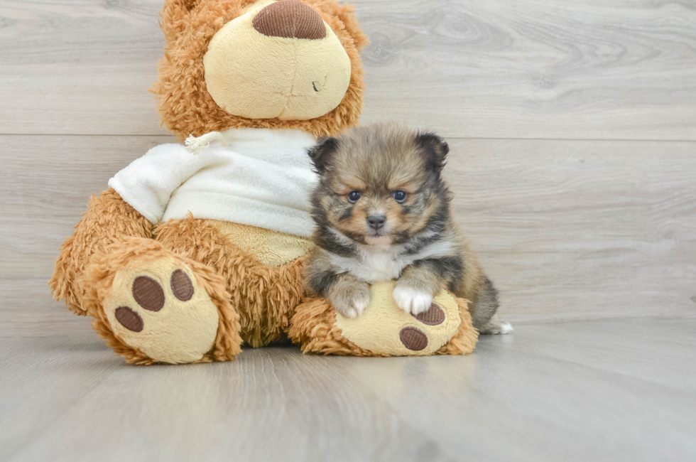 7 week old Pomeranian Puppy For Sale - Lone Star Pups