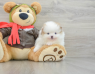 5 week old Pomeranian Puppy For Sale - Lone Star Pups