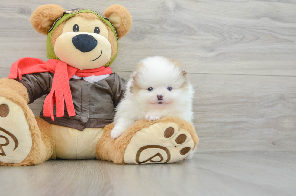 5 week old Pomeranian Puppy For Sale - Lone Star Pups