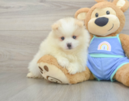 5 week old Pomeranian Puppy For Sale - Lone Star Pups