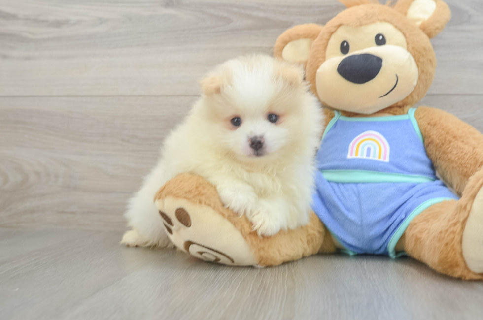 6 week old Pomeranian Puppy For Sale - Lone Star Pups