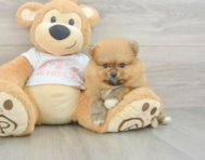 6 week old Pomeranian Puppy For Sale - Lone Star Pups