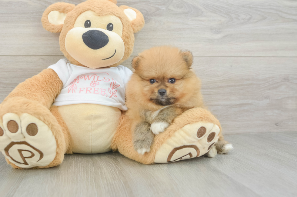 6 week old Pomeranian Puppy For Sale - Lone Star Pups