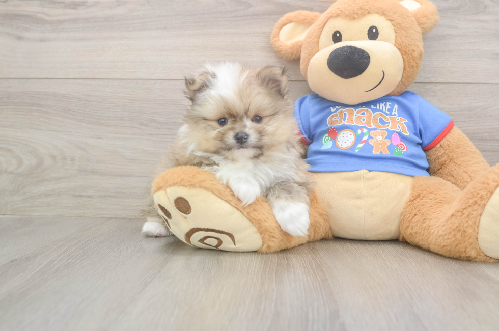 5 week old Pomeranian Puppy For Sale - Lone Star Pups