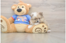 Pomeranian Pup Being Cute