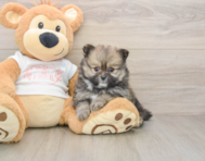 8 week old Pomeranian Puppy For Sale - Lone Star Pups