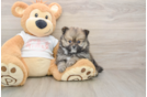 Pomeranian Puppy for Adoption