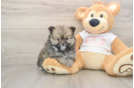 Playful Pomeranian Baby