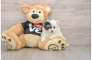 Small Pomeranian Purebred Pup