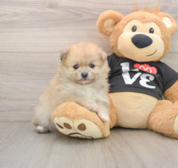 7 week old Pomeranian Puppy For Sale - Lone Star Pups