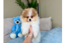 Cute Pomeranian Purebred Pup